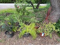 Seven potted plants grouped on the ground near a tree showing variety and pot types.