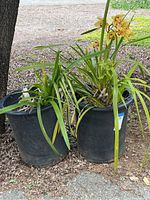 Two large orchids in black plastic pots with healthy green leaves, one has yellow flowers with red centers.
