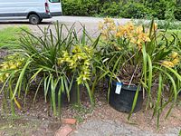 Several black plastic pots containing orchids with large yellow to yellow-orange flowers and long, healthy green leaves placed outdoors on a gravel and dirt surface.