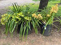 Two large black plastic pots with mature orchids having numerous elongated green leaves and greenish-yellow flowers.