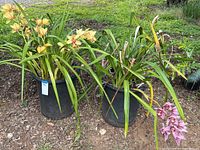 Two large black plastic pots with orchids, one with yellow flowers and another with pink flowers growing outside on soil ground.