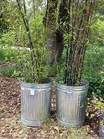 Two very tall bamboo plants in used galvanized metal trash cans outdoors, showing overall appearance and size.