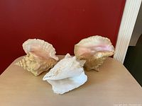 Three large conch shells positioned with interiors and exteriors visible, showing color and texture details.