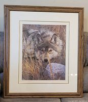 Framed print of a wolf in natural habitat with beige matte and wooden frame.