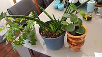 Photo of three live plants in pots on a table showing variety and condition