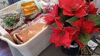 Plastic bin filled with various Christmas decor such as wrapped boxes, tinsel, and light strings with a bright red poinsettia plant beside it.