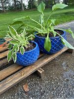 Two blue ceramic planters on a wooden pallet outdoors, showing scale-like texture and containing distinct perennial plants.