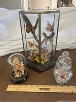 Overall view of three enclosed art pieces: a hexagonal butterfly display, a small botanical dome, and a seashell jar, with ruler showing size context.