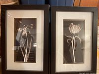 Two framed black and white floral photo prints titled Nector Twist and Parrot Tulip, standing upright leaning against a surface.