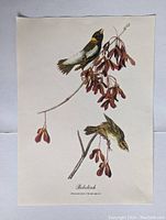 Photo of Bobolink bird print with pinkish-brown seed pods illustrating a male and a female bird perched.