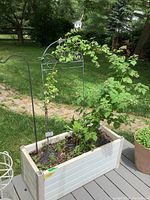 White plastic planter on a deck with black metal trellis and raspberry plant growing inside.