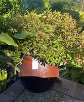 Large brown glazed ceramic planter labeled 361 holding an evergreen shrub with drooping pink clusters