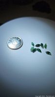Seven marquis cut deep green emeralds placed next to a coin for size reference, showing their size and shape