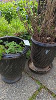 Photo showing two dark ceramic gardening pots outdoors, one containing live green plants and the other with dried plants; both pots have ribbed textures and matching saucers beneath.