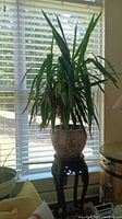 Full view of large yucca plant on floral pot atop wooden stand near window.