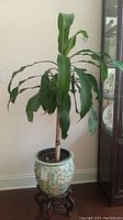 Full view of corn plant in Asian-style ceramic pot on wooden stand by wall corner near cabinet.