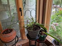 Four live plants in various pots placed near a wood frame window with outdoor view, showing the overall lot contents