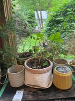 View of various herb plants and ceramic planters on a table by a window with a garden view.
