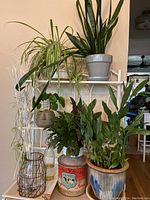 Overview of 5 houseplants and decor on wooden table and shelving unit showing different pots and decorations including white decorative twigs and glass bottle.