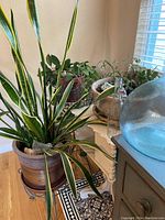 Overall view of the large snake plant in terracotta pot near other plants and furniture.