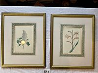 Pair of botanical flower prints framed in gold, showing detail and size