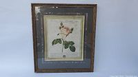 Full view of framed botanical print of Rosa Centifolia rose with visible matting and ornate frame.