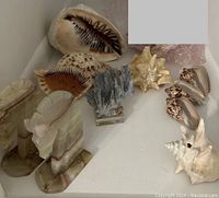 Various large seashells including conch and others arranged with onyx horsehead bookends
