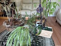 Wide view of various potted plants arranged on and around a table in a living room with a couch in background.