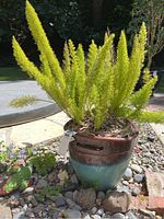 Green fern plant with lush plume-like fronds in a blue to brown glazed ceramic plant pot with side handles, outdoors on rocky ground.