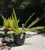 Fern plant in dark glazed ceramic pot with solar garden light in bright outdoor setting.