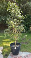 Ficus tree about 8 feet tall with dense green leaves at the top, in large black plastic pot outdoors