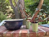 Wide view of blue ceramic planter and two seedling plants with red stems and variegated leaves on a brick ledge outdoors