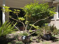 Photo showing large plant with multiple woody stems and green leaves in a round dark gray matt-glazed ceramic pot sitting outdoors.