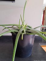 Front view of organic Aloe Vera plant in black plastic pot showing multiple long spiked leaves.
