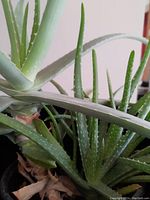 Close-up view of thick green Aloe Vera leaves with small white spots and serrated edges. Multiple baby plants visible at the base. Healthy-condition foliage.