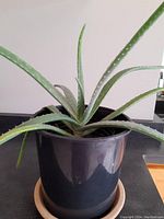 Front view of organic aloe vera plant showing its healthy, thick green leaves in black pot.