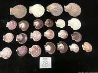 Top view of 24 assorted sea shells arranged on black background.