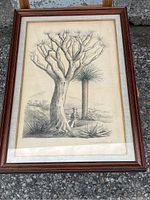 Framed black and white steel engraving showing a Dracaena Draco tree alongside a smaller plant and a human figure.