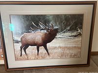 Clear photo of the framed photographic print depicting an elk in a natural, wildlife scene. The frame and matting are visible.