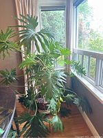 Full view of mature philodendron showing overall height and foliage spread by window