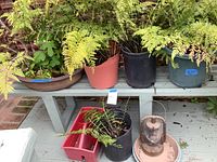 Photo showing six potted plants on a bench with a small antique lantern placed beside them.