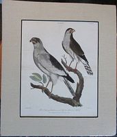 Full view of the 1805 hand colored falcon engraving matted measuring 12x14 inches showing the two birds perched on a branch.