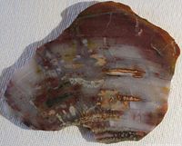 Top view showing the multi-colored and patterned surface of the petrified wood slab with polished finish reflecting light.