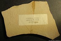 Label on sandstone slab stating 'FOSSIL FISH GREEN RIVER WYOMING'