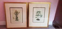 Two framed botanical prints leaning against pink wallpapered wall on carpeted floor, gold wooden frames, visible mats.
