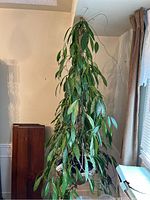 Full view of the large green plant hanging indoors, showing overall height and foliage.