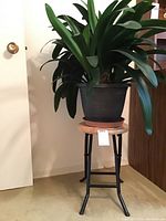 View of large green leafy Oleander plant in black plastic pot on wooden folding stand with metal legs.