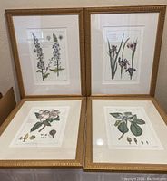 Four framed botanical engravings arranged in two rows, showing detailed floral illustrations in gold frames.