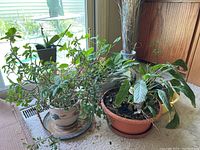 Overview photo of several live plants, various pots and leafy foliage, near window.