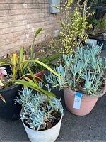 Photo showing grouping of orchid and various succulent plants in different plastic pots on outdoor pavement near brick wall